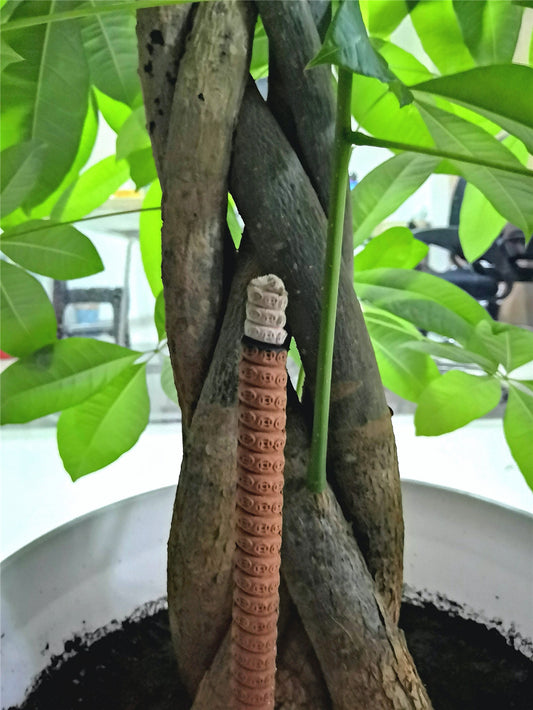 12 Hours Large Musk Incense Sticks,Jumbo outdoor garden incense